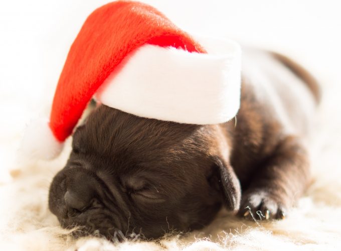 Wallpaper Christmas, New Year, puppy, cute animals, 4k, Holidays 8962513776